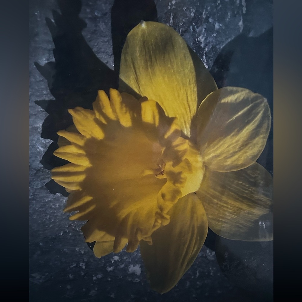 8 x 10 print daffodil